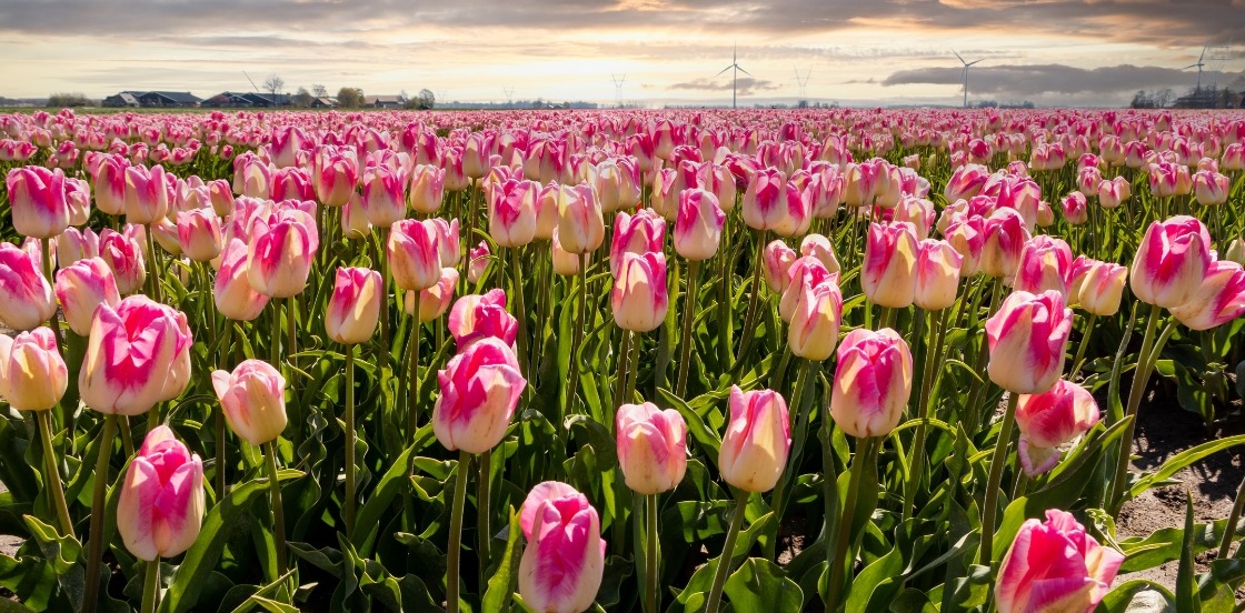 Tulipe : conseils de plantation et entretien