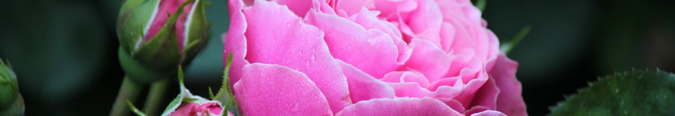 Jardin des artistes : les rosiers qui célèbrent l'art !