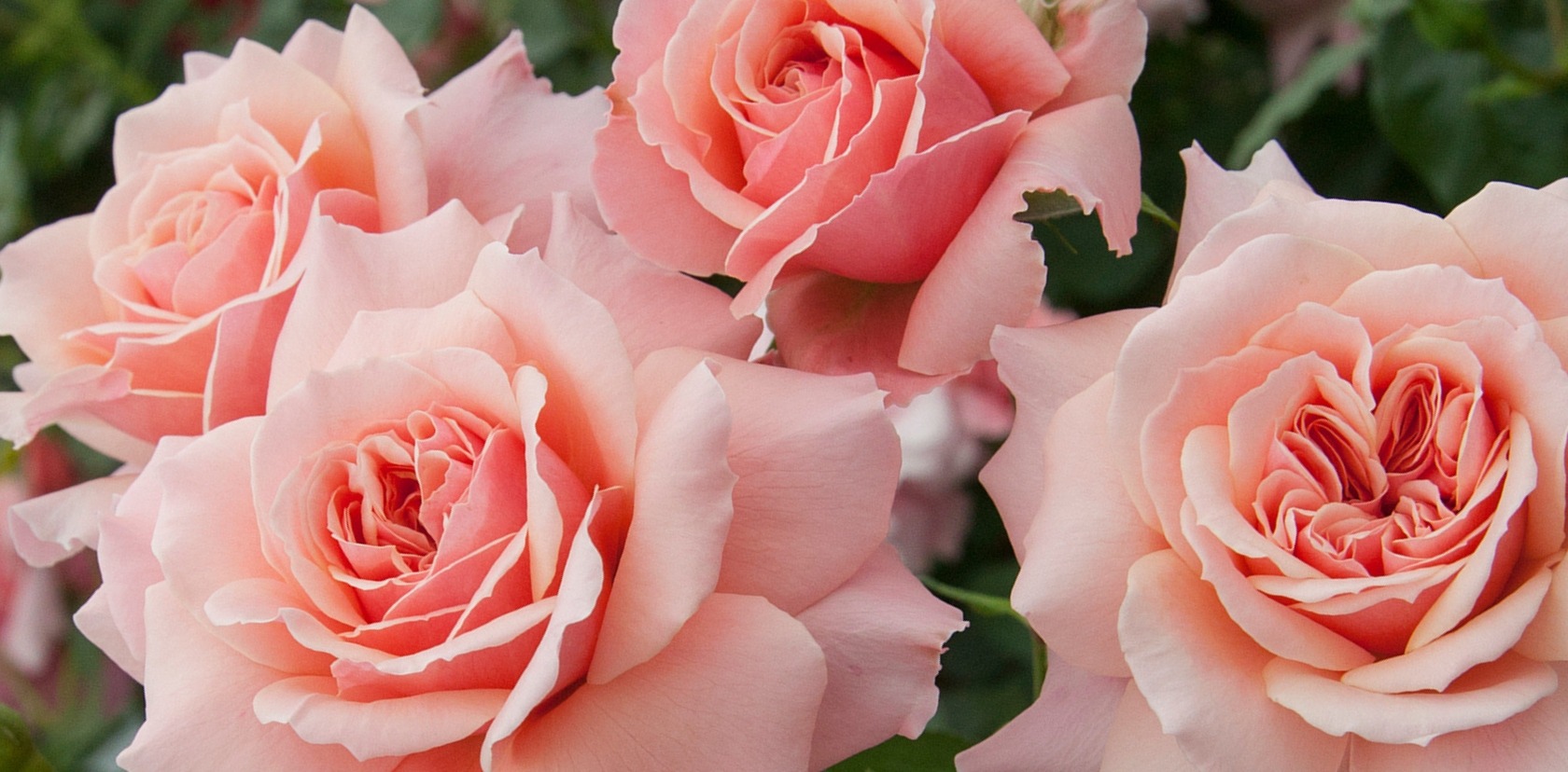 Nouveaut&eacute; : Rosier demi-tige Botticelli&reg; 