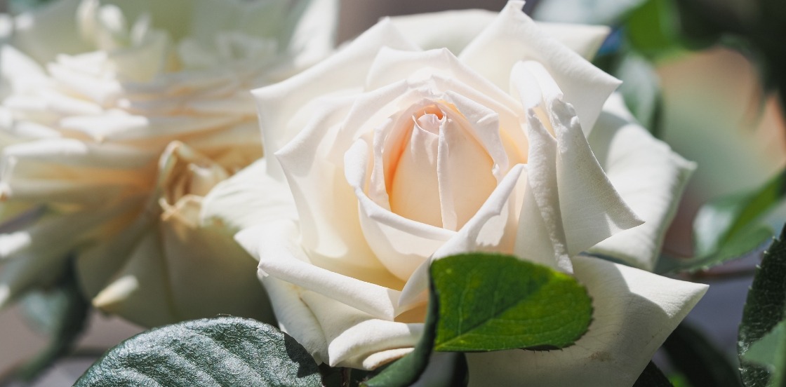 ANGGUN &reg; Meibokir : notre favori du mois !