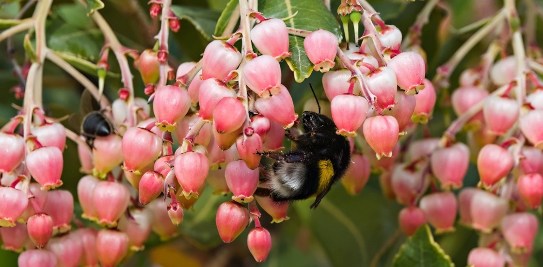 -20% sur tous nos ARBUSTES !