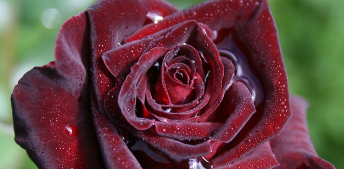 Black BACCARA &reg; : notre favori du mois de janvier !