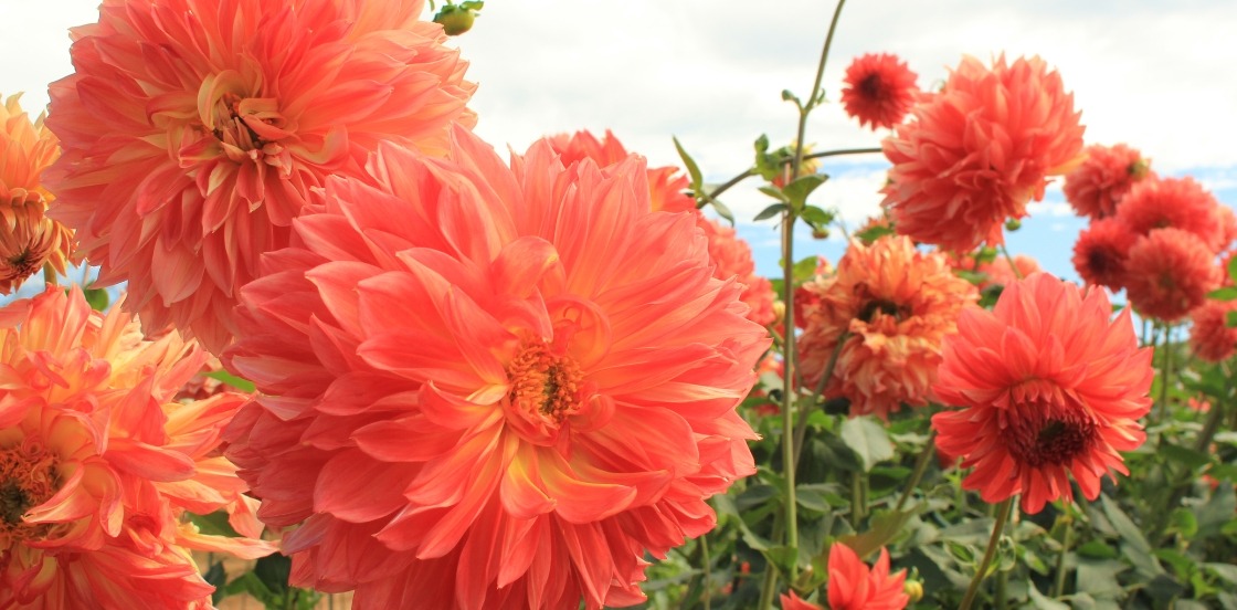 Envie de couleurs au jardin ou sur  votre terrasse ?