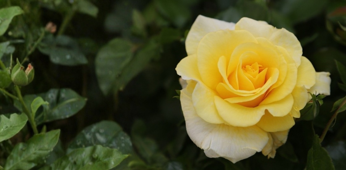 C'est bientôt la fête des grands-mères ! C'est bientôt la fête des grands-mères !