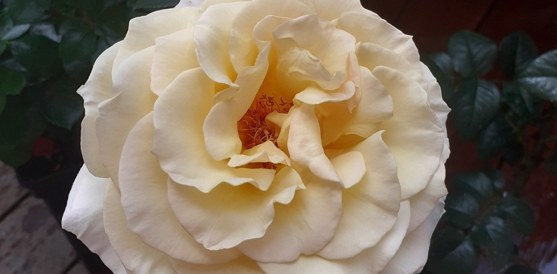 Une nouveauté exclusive !