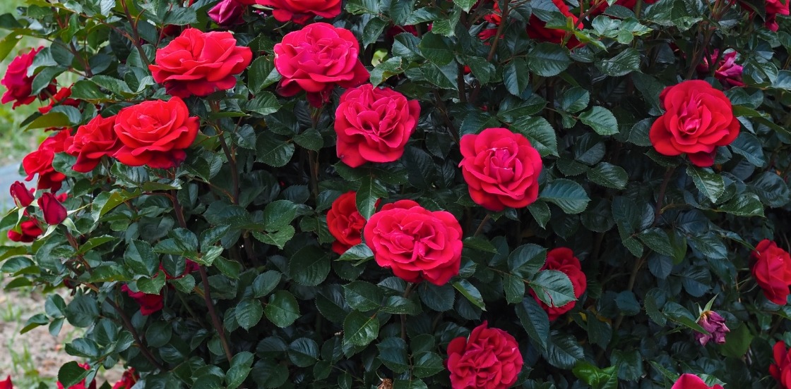 Découvrez tous nos rosiers Découvrez tous nos rosiers