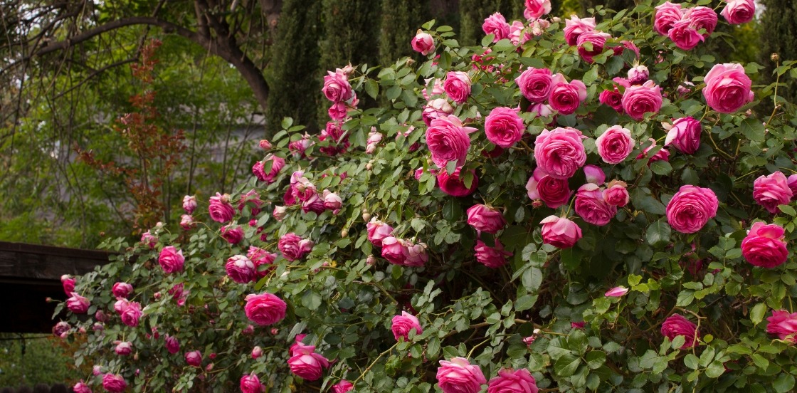 Tous nos rosiers Tous nos rosiers