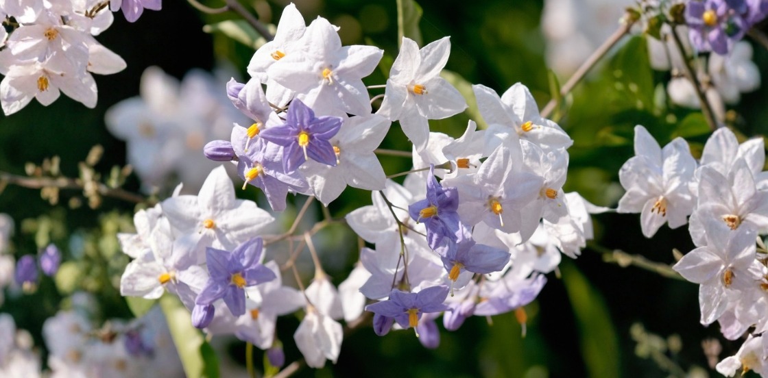 Les grimpantes sont arriv&eacute;es !