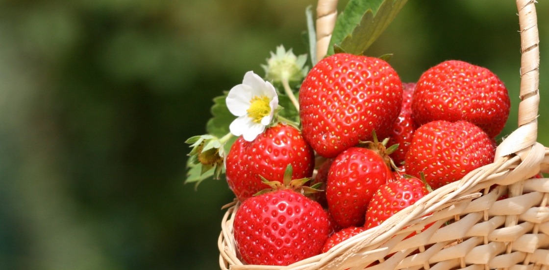 Petits fruits rouges : r&eacute;galez vos papilles !