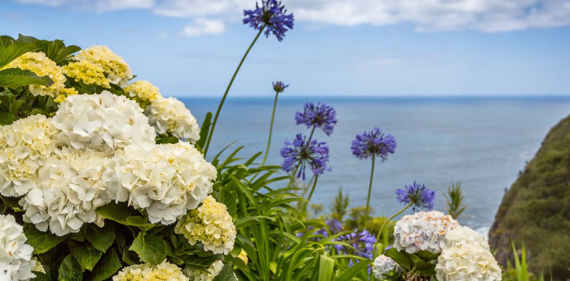 Des vari&eacute;t&eacute;s robustes pour un jardin c&ocirc;tier !