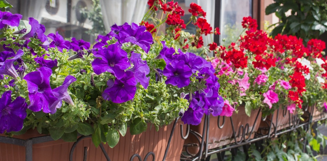 Nos plantes pour jardinières