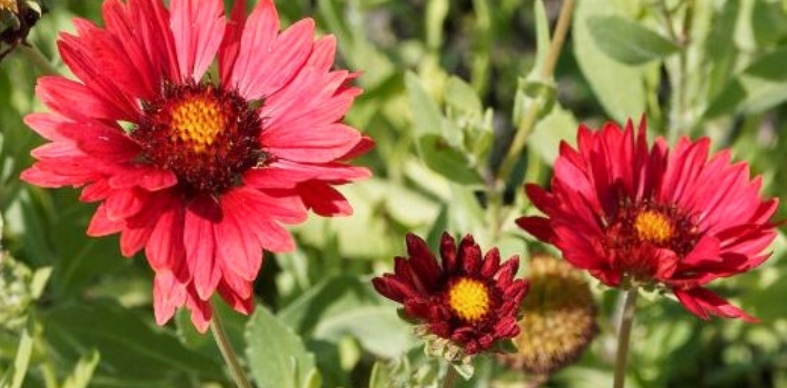 Les plantes tolérantes à la sécheresse