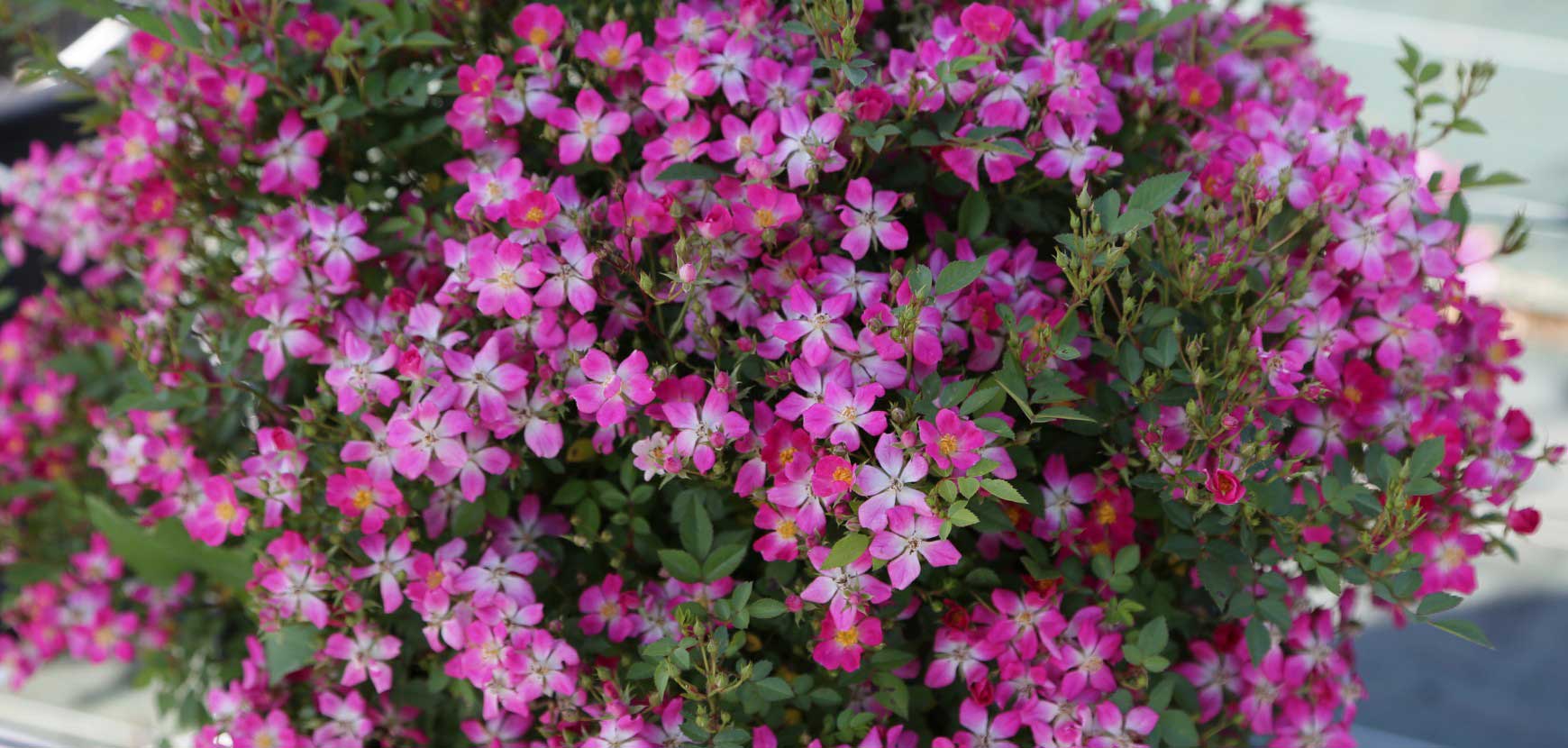 Rosiers Galaxy : des rosiers compacts pour fleurir cours, balcons et espaces urbains