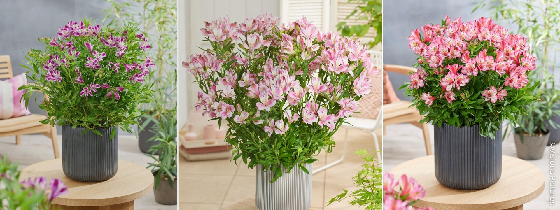<i>Nouveautés</i> ALSTROEMERES